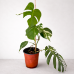 Monstera Deliciosa Variegata (Albo) – Rare White Variegated Swiss Cheese Plant | Indoor Climbing Plant | Plant 29