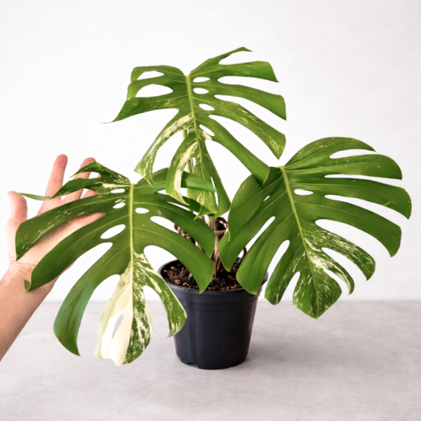 Monstera Deliciosa Variegata (Albo) – Rare White Variegated Swiss Cheese Plant | Indoor Climbing Plant | Plant 30 - Image 2