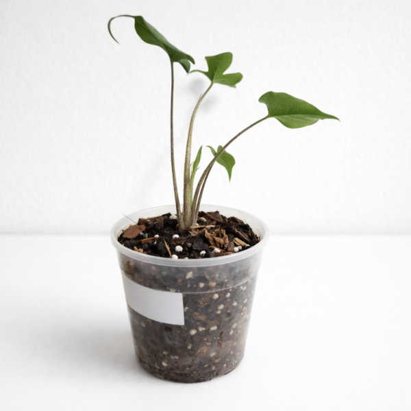 Alocasia Stingray 12cm Pot – Rare Tropical Indoor Plant with Unique Stingray Leaves | Exotic Statement Houseplant - Image 2