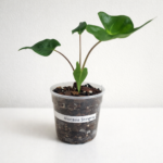 Alocasia Stingray 12cm Pot – Rare Tropical Indoor Plant with Unique Stingray Leaves | Exotic Statement Houseplant