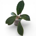 Hoya Diversifolia – Vigorous Trailing Hoya with Fragrant Blooms