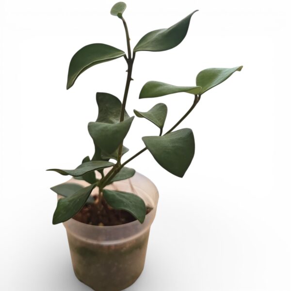 Hoya Nummularioides in 9cm Pot - Image 3