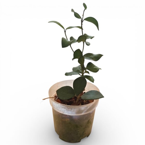 Hoya Nummularioides in 9cm Pot - Image 2