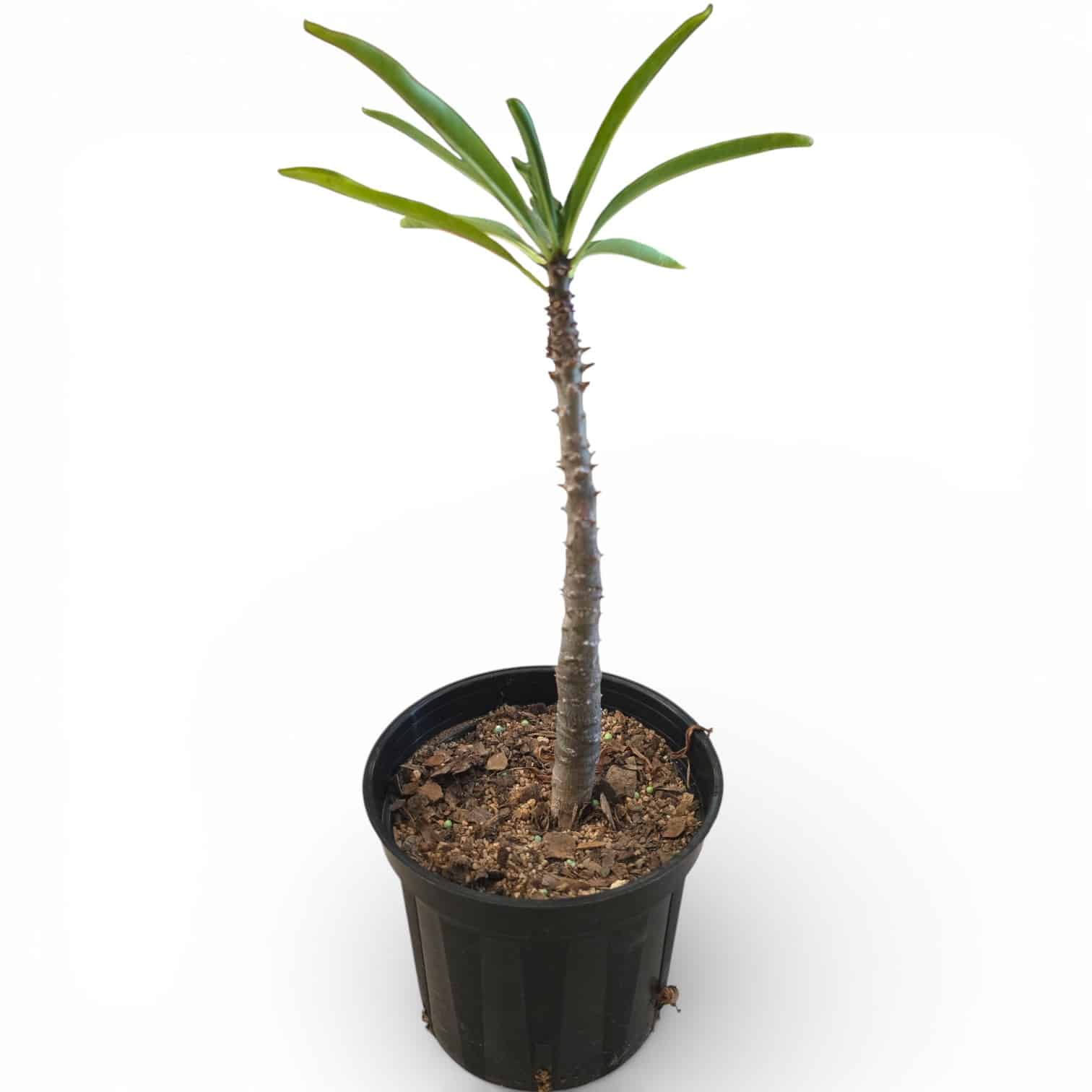 Pachypodium Rutenburgianum