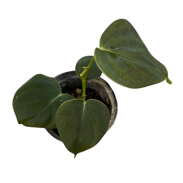 Philodendron Lupinum - Image 2