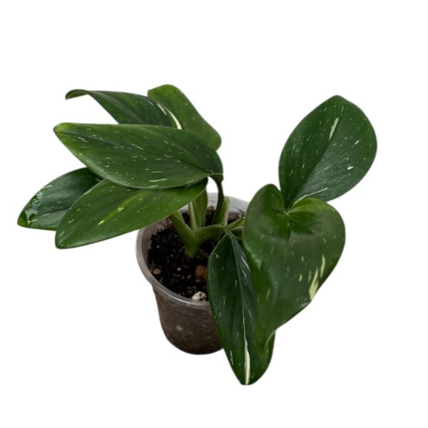 Monstera Standleyana – Variegated Climbing Indoor Plant - Image 2