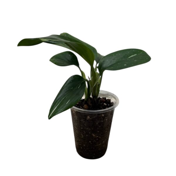 Monstera Standleyana – Variegated Climbing Indoor Plant - Image 3
