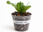 Crocodile Fern (9cm Pot) – Tropical Indoor Plant with Textured Croc-Pattern Leaves Exotic Houseplant