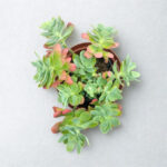 Sedum palmeri – Palmer’s Sedum Succulent Groundcover for Pots, Rock Gardens & Containers | 12cm Pot