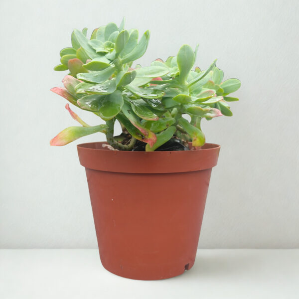 Sedum palmeri – Palmer’s Sedum Succulent Groundcover for Pots, Rock Gardens & Containers | 12cm Pot - Image 3