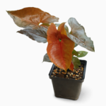 Syngonium ‘Maria Bronze’ – Bronze-Toned Arrowhead Indoor Plant