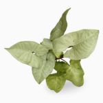 Syngonium ‘White Butterfly’ – Classic Arrowhead Houseplant