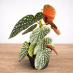 Begonia maculata ‘Double Dot’ 12cm Pot – Rare Spotted Leaf Begonia | Angel Wing Indoor Plant