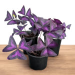 Oxalis triangularis ‘Purple Shamrock’ 12cm Pot – Purple Butterfly Plant | Indoor & Patio Plant