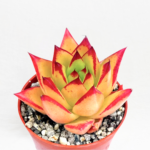 Echeveria agavoides ‘Lipstick’ 9cm Pot – Red Edge Succulent | Slim-Leaved Rosette | Indoor & Outdoor Feature Plant