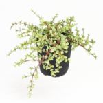 Variegated Portulacaria afra ‘Variegata’ 12cm Pot – Spekboom Succulent | Elephant Bush | Indoor & Outdoor Plant
