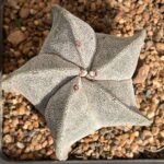 Astrophytum myriostigma (Bishop’s Cap Cactus – Spineless Star Cactus Indoor & Outdoor Plant)