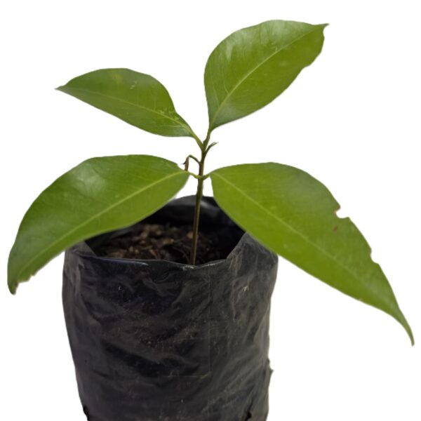 Litchi Tree (Litchi chinensis) | Tropical Fruit Tree in Grow Bag - Image 2