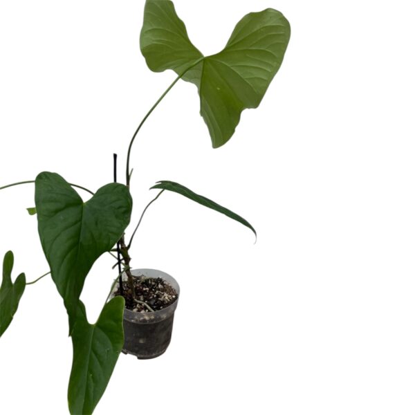 Anthurium Balaoanum – Rare Elongated Leaf Collector Aroid - Image 2