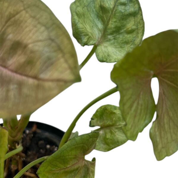 Syngonium ‘Roxanne’ – Pink Arrowhead Indoor Plant - Image 3