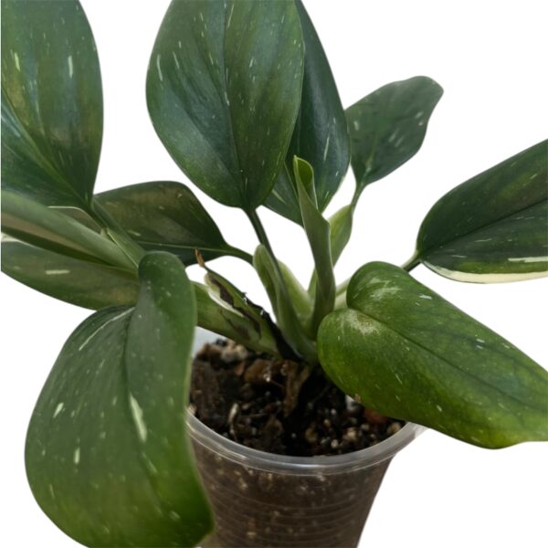 Monstera Standleyana – Variegated Climbing Indoor Plant - Image 6
