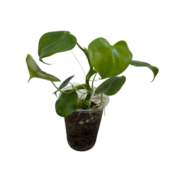 Philodendron Grazielae - Compact Climbing Aroid - Image 2