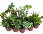 Assorted Succulent Plants | 24-Piece Potted Succulent Bundle
