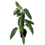 Philodendron ‘Jose Buono’ – Large Variegated Collector Indoor Plant