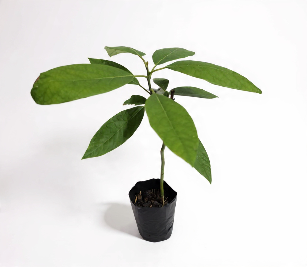 side view Avo tree