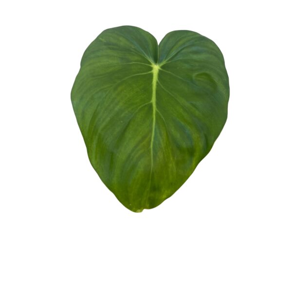 Philodendron Pastazanum Large | Collector Heartleaf Aroid Indoor Plant - Image 2