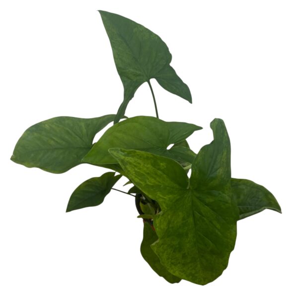 Syngonium Mojito – Green-on-Green Variegated Arrowhead Plant - Image 2