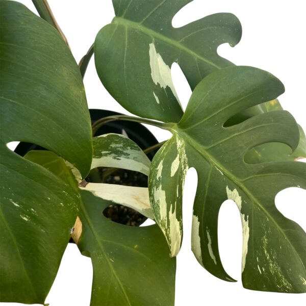 Monstera Albo Variegata No. 3 – Rare White Variegated Collector - Image 6