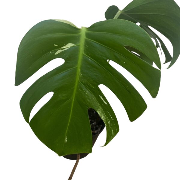 Monstera Albo Variegata No. 3 – Rare White Variegated Collector - Image 5