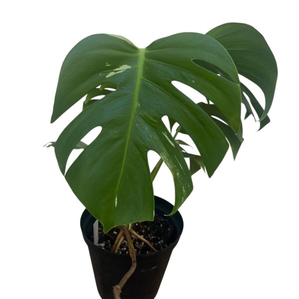 Monstera Albo Variegata No. 3 – Rare White Variegated Collector - Image 4
