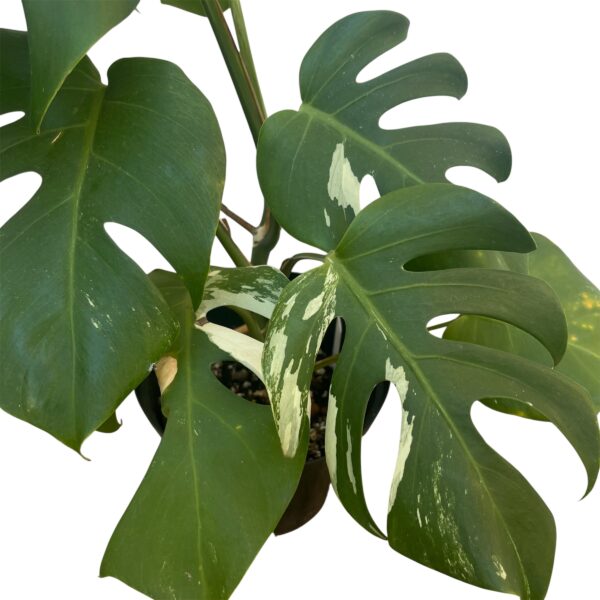 Monstera Albo Variegata No. 3 – Rare White Variegated Collector - Image 2
