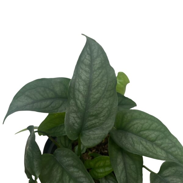 Monstera siltepecana - Image 3