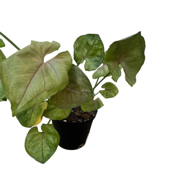 Syngonium ‘Roxanne’ – Pink Arrowhead Indoor Plant - Image 4