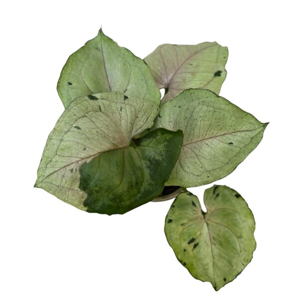 Syngonium podophyllum ‘Green Flecked’ – Speckled Arrowhead Indoor Plant - Image 4