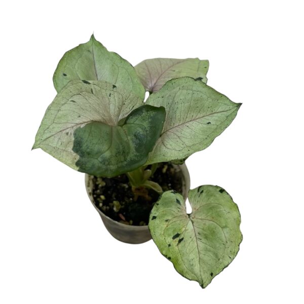 Syngonium podophyllum ‘Green Flecked’ – Speckled Arrowhead Indoor Plant - Image 5
