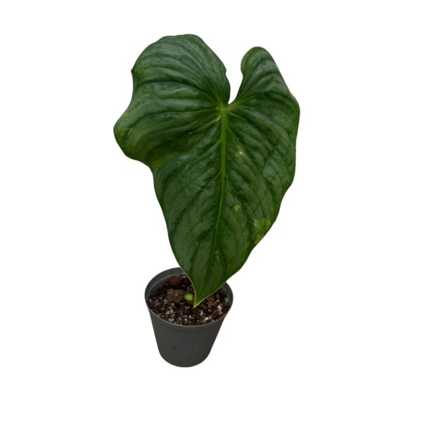 Philodendron Pastazanum Silver – Rare Velvet Leaf Crawler - Image 2