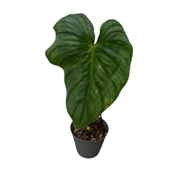 Philodendron Pastazanum Silver – Rare Velvet Leaf Crawler - Image 3