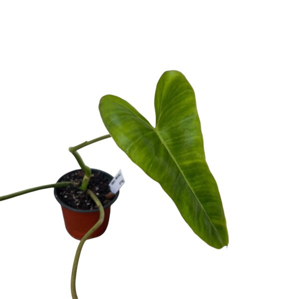Philodendron Paraiso Verde - Image 4