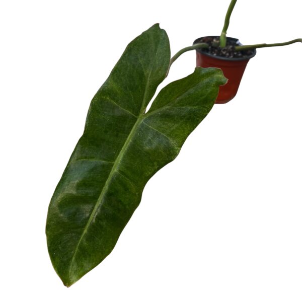Philodendron Paraiso Verde - Image 3