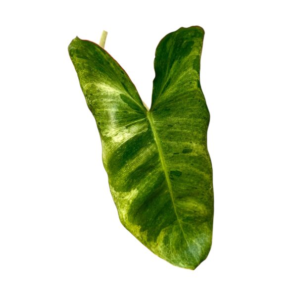 Philodendron Paraiso Verde - Image 2