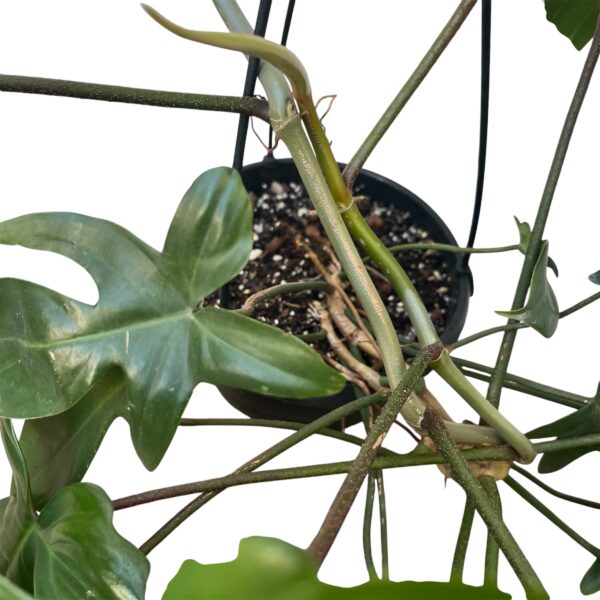 Philodendron Florida Hanging Basket – Trailing Indoor Plant Display - Image 6