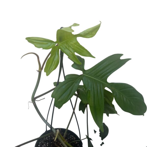 Philodendron Florida Hanging Basket – Trailing Indoor Plant Display - Image 3