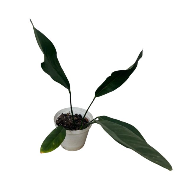 Anthurium Coriaceum - Image 4