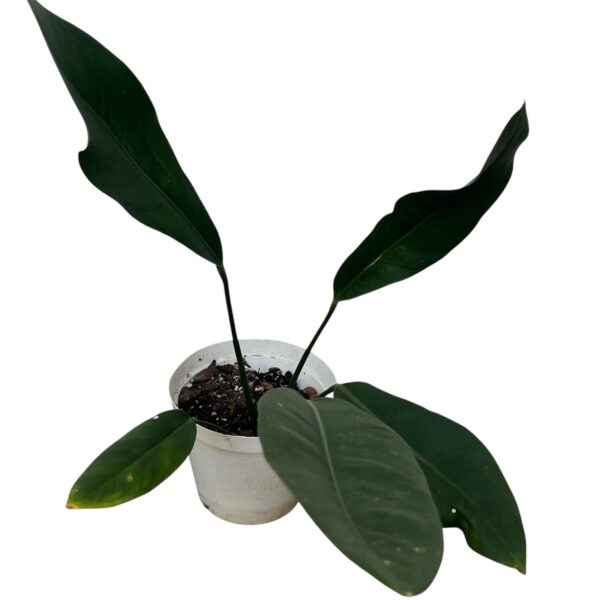 Anthurium Coriaceum - Image 3