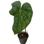 Philodendron Pastazanum Silver – Rare Velvet Leaf Crawler