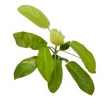 Philodendron Golden Emerald – Lush Indoor Foliage Plant